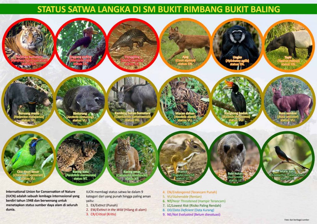 Rimbang-Baling-flyer-2