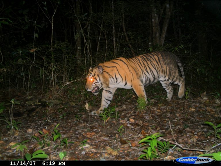 Konservasi Melalui Agama dan Budaya: Harimau dan Spritualitas Masyarakat Sumatra