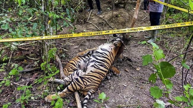 Pendekatan Inovatif untuk Menangani Perburuan Ilegal Satwa Liar di Kawasan Konservasi Rimbang Baling, Riau, Sumatra