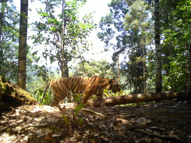 Menggali Toleransi Pada Harimau Melalui Aspek Budaya dan Spiritualitas